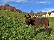 14 Asinelli al pascolo mi accolgono nei prati di Reggetto